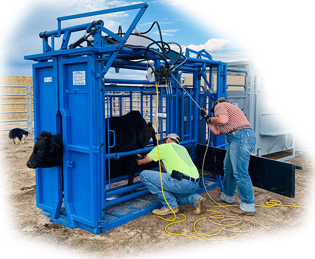 The Flying A Hydraulic Squeeze Chute, Parallel Squeeze, Single Side Exit, 110V Headgate Banding Calves